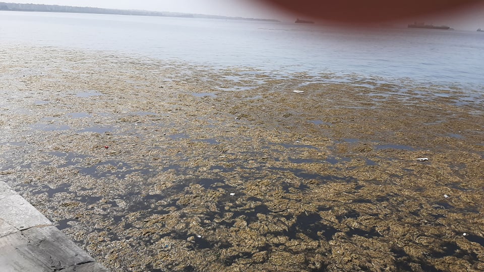 Γέμισε ξανά φύκια ο Θερμαϊκός 